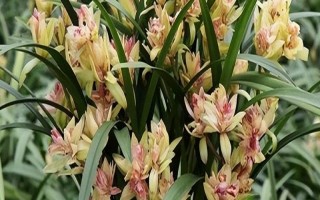 哪個品種的蘭花最好，富山奇蝶、余蝴蝶、市長紅等蘭花均比較不錯