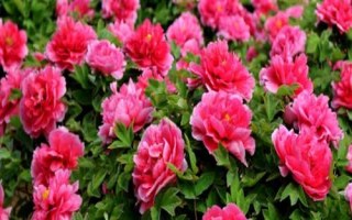 牡丹花的花語及象征意義，有富貴吉祥之意
