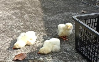 小雞能不能曬太陽，可以曬但是不可直接曬