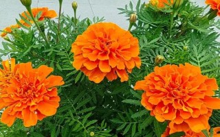 萬壽菊的形態(tài)特征，株高在150厘米左右