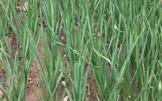 蒜苗的種植技術(shù)，一年四季都可以種植