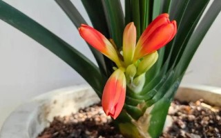 君子蘭花蕾出不來怎么辦，要保持充足光照條件
