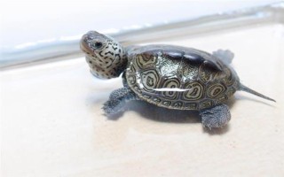 巴西龜冬眠蘇醒的時間，一般在次年的3-4月份逐漸蘇醒