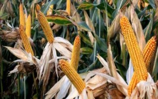 恒豐728玉米品種的特性，適應區(qū)4月下旬至5月上旬播種