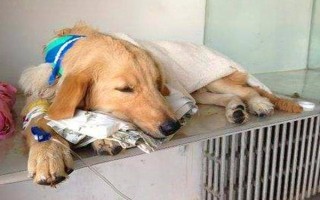 狗狗一直哆嗦的原因，可能是緊張害怕或氣溫較低等