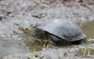 老鱉吃什么，主要以水生昆蟲、蝌蚪和小蝦等為食