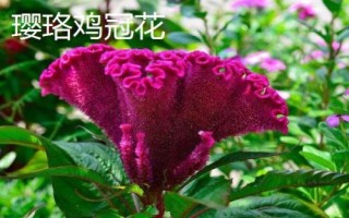 雞冠花有哪些品種，常見種類有鳳尾雞冠花、多頭雞冠花、瓔珞雞冠花