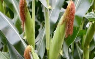 沃單909玉米種子簡(jiǎn)介，中抗莖腐病