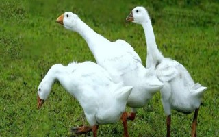 鵝每天幾點(diǎn)下蛋，會(huì)在晚上10點(diǎn)到第二天白天9點(diǎn)產(chǎn)蛋