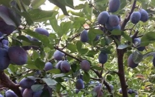 西梅的產(chǎn)地，原產(chǎn)于法國(guó)西南部