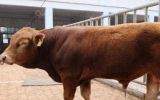 適合黑龍江養(yǎng)殖的肉牛品種，可選擇魯西黃牛、西門塔爾牛、利木贊牛等品種