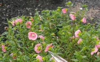 家里可以養(yǎng)木槿花嗎，家里不適合養(yǎng)木槿花