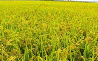 固金占水稻種子特征特性，感溫型常規(guī)稻品種