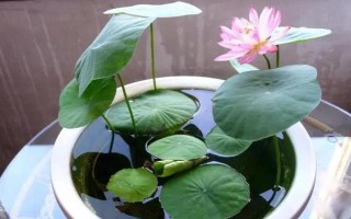 蓮花的養(yǎng)殖方法，每天的曬光時(shí)長(zhǎng)要超過(guò)7小時(shí)