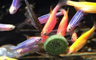 斑馬魚屬于卵生還是胎生動(dòng)物，繁殖方式為產(chǎn)卵