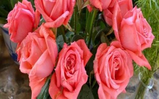 什么是粉玫瑰，屬于薔薇目、薔薇科直立灌木
