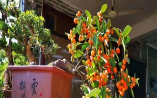 金豆的盆栽方法，定期追施經(jīng)過稀釋的肥液才能滿足其養(yǎng)分需求