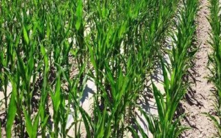 鄭單7137玉米種子特點，普通夏玉米品種