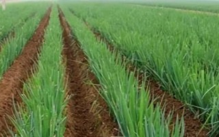 山東大蔥的種植方法，可在春季、夏季和秋季種植