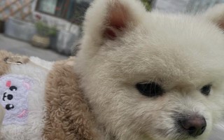 狗器官衰竭去世前的癥狀，最先表現(xiàn)為進(jìn)食異常、精神遲滯等