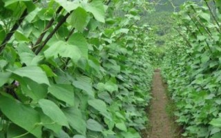 蕓豆何時(shí)噴施磷酸二氫鉀，結(jié)莢鼓粒時(shí)噴肥效果更佳