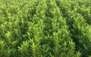 法國冬青什么時(shí)候種好，北方通?？梢栽?-4月播種