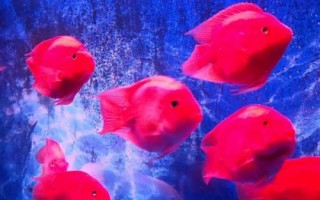 鸚鵡魚有沒有黑色的，麒麟鸚鵡魚呈黑色