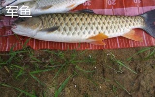 軍魚好不好吃，肉質(zhì)細(xì)嫩鮮美深受消費(fèi)者歡迎