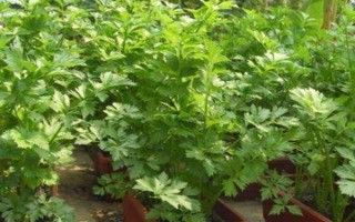 盆栽蔬菜的種植注意事項(xiàng)，應(yīng)選擇矮生型品種