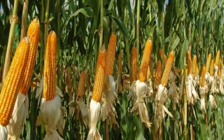 金慶708玉米種子特征特性，在適應區(qū)4月下旬播種