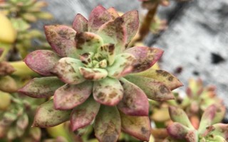 多肉的常見病及處理方法，常見的有赤霉病、炭疽病等