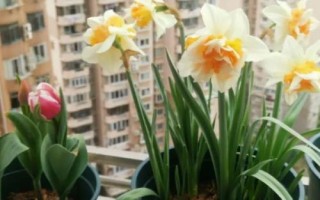 洋水仙怎么養(yǎng)殖，上盆后要轉(zhuǎn)移至半蔭處
