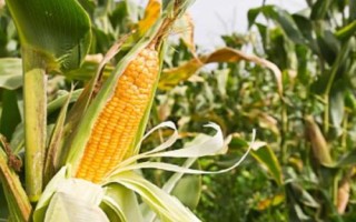 大唐121玉米種子簡介，適宜播種期6月上旬-6月中旬