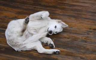 狗咬東西時(shí)會(huì)甩頭的原因，主要是受到狩獵天性的影響