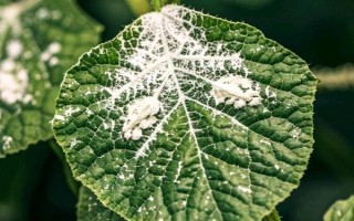 用什么藥防治花卉的蟲(chóng)害，氧化樂(lè)果、吡蟲(chóng)啉可供選擇