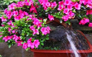 杜鵑花怎么修剪能開花爆盆，要在植株花期結(jié)束后進(jìn)行