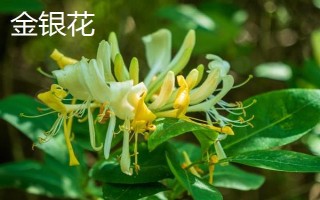 金銀花和斷腸草有什么區(qū)別，外觀、質(zhì)感、花朵均不同