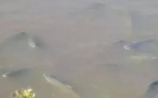 10種動物的繁殖方式，不同種類的繁殖方式各有差異