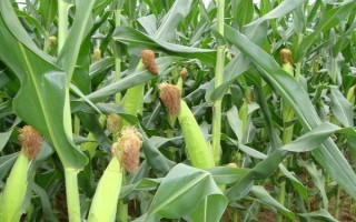 ND376玉米種子簡介，該品種植株生長旺盛
