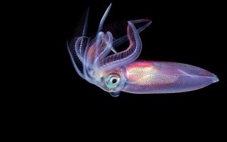 魷魚是哪種動物，是槍烏賊科軟體動物