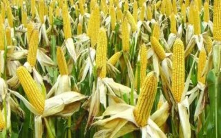 麗糯1號(hào)玉米種子特點(diǎn)，區(qū)試平均生育期94.65天