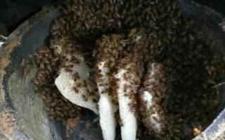 怎樣吸引偵查蜂，自然分蜂期和遷飛高發(fā)期適合誘蜂