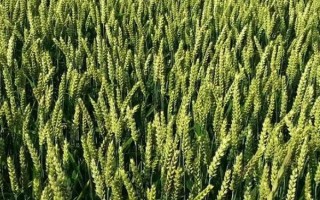 隴中5號小麥種子介紹，9月中下旬播種