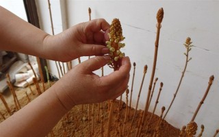 引種天麻要注意什么，當(dāng)?shù)氐臍夂驖M足條件才能種植