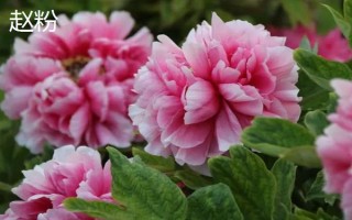 牡丹花的寓意，寓意富貴圓滿、端莊秀雅等