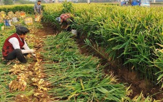 黃姜怎么種植，施入基肥再開溝播種