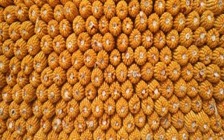 敦玉328玉米種子特點(diǎn)，平均生育期124.8天