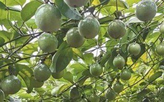 百香果為什么施生物有機(jī)肥，能增加土壤中的有益菌且抑制有害菌