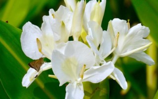 姜花有沒(méi)有毒，本身不帶毒素