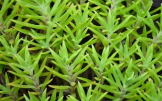 景天科植物進(jìn)行光合作用的特點(diǎn)，通過CAM途徑進(jìn)行光合作用